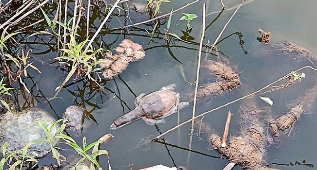 Dozens Of Indian Turtles Die In Suspected Poisoning